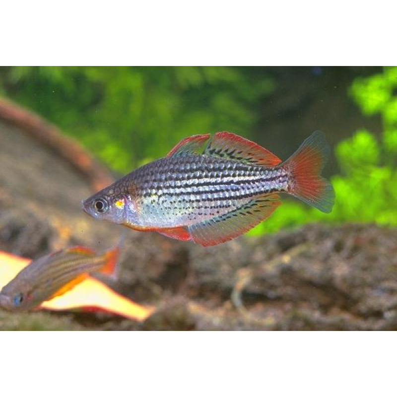 Melanotaenia maccullochi